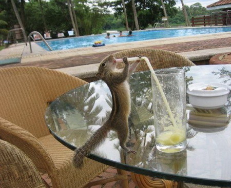 chipmunk-drinking-patio-squirrel-stealing-Favim.com-174520